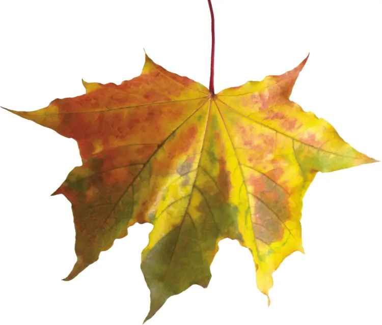 Yellow Maple Leaf in Autumn