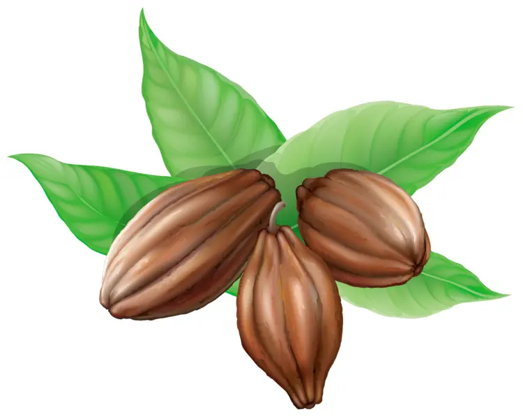 Cocoa Pods with Green Leaves