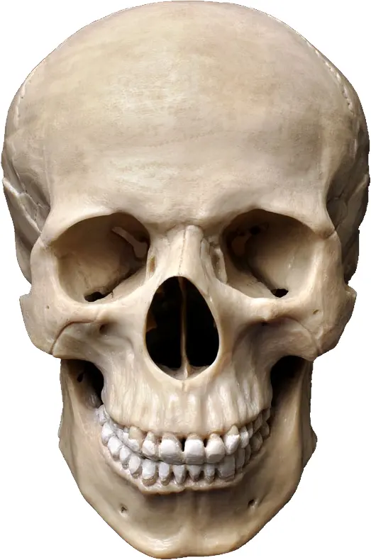 Realistic Skull Front View