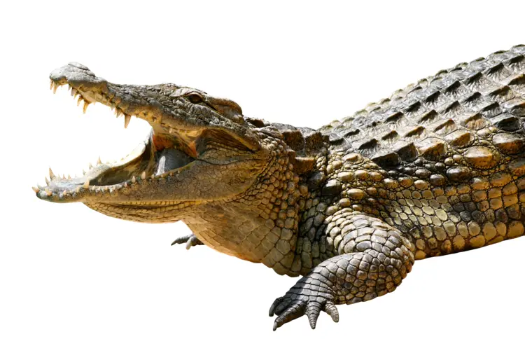 Crocodile with Open Mouth