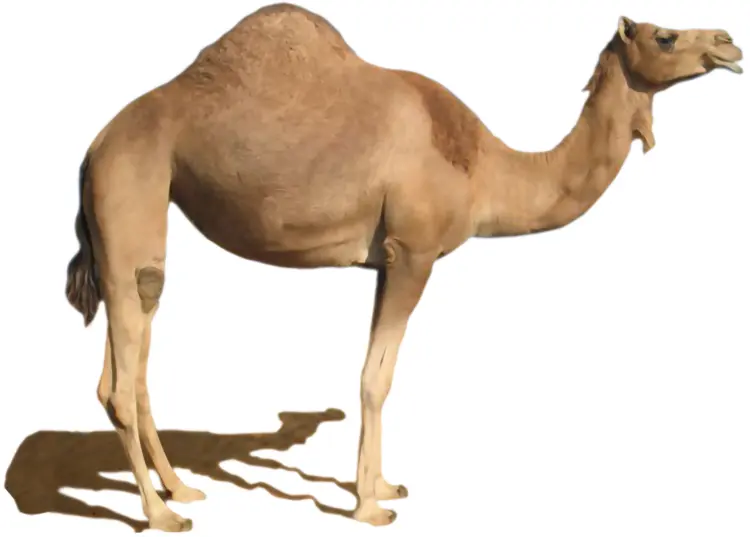 Camel with Hump in Desert