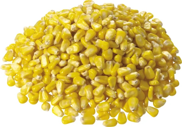 Pile of Yellow Corn Kernels