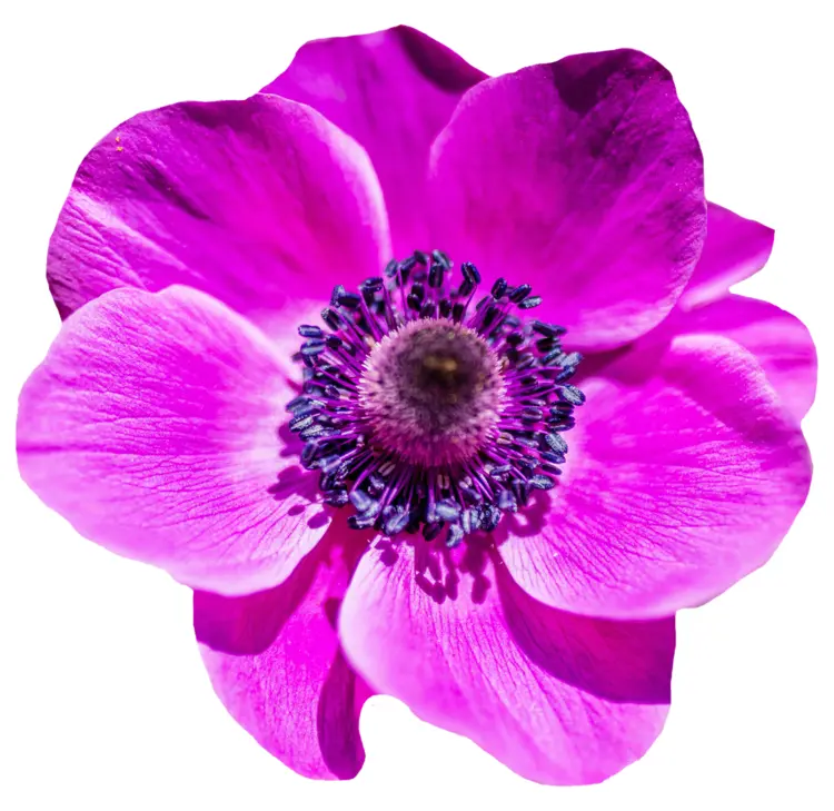 Vibrant Pink Flower in Bloom