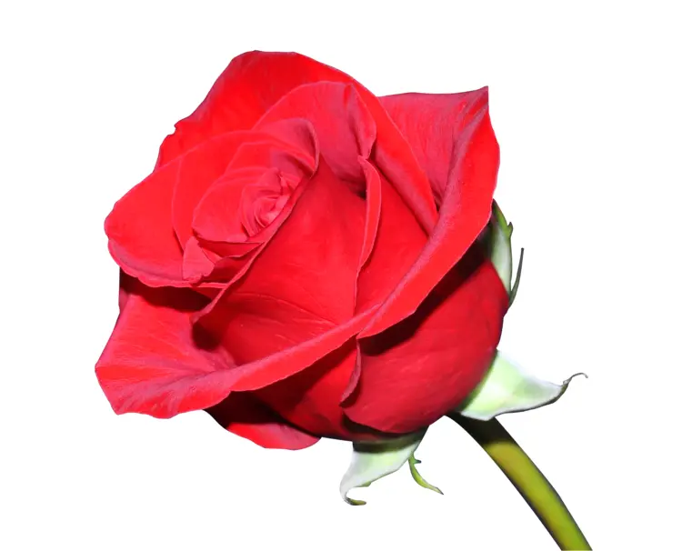 Red Rose with Stem and Leaves