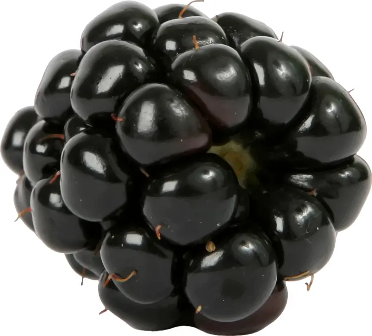 Single Fresh Blackberry