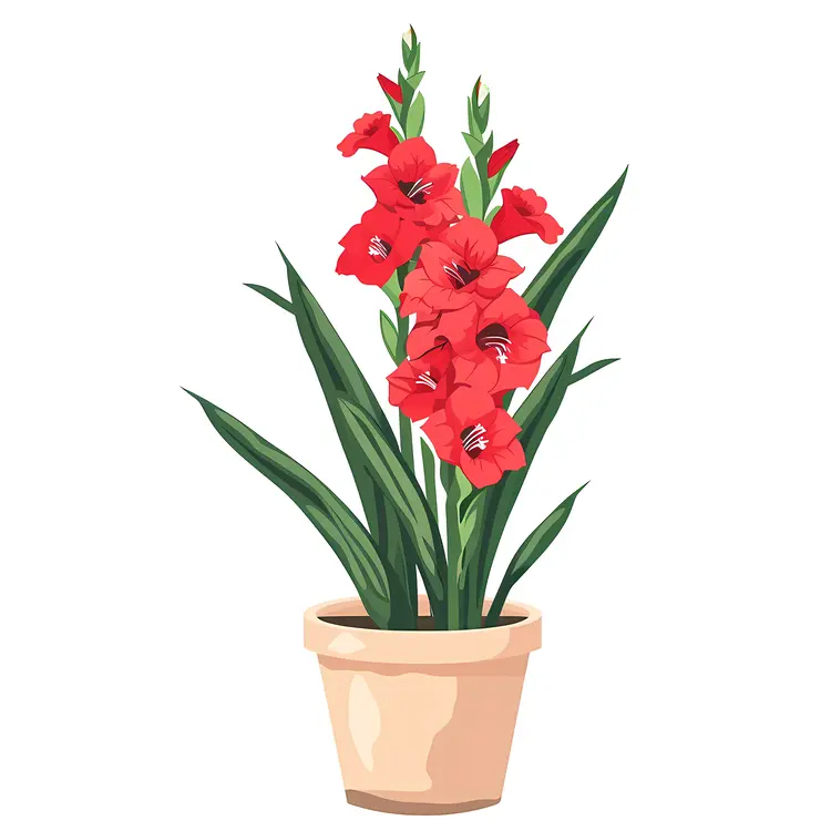Red Gladiolus Flowers in a Pot
