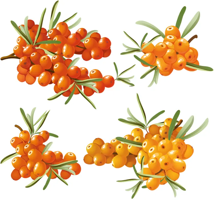 Clusters of Sea Buckthorn Berries