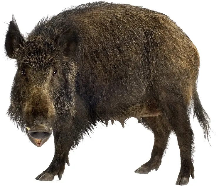 Wild Boar in Forest
