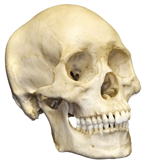 Human Skull Anatomy