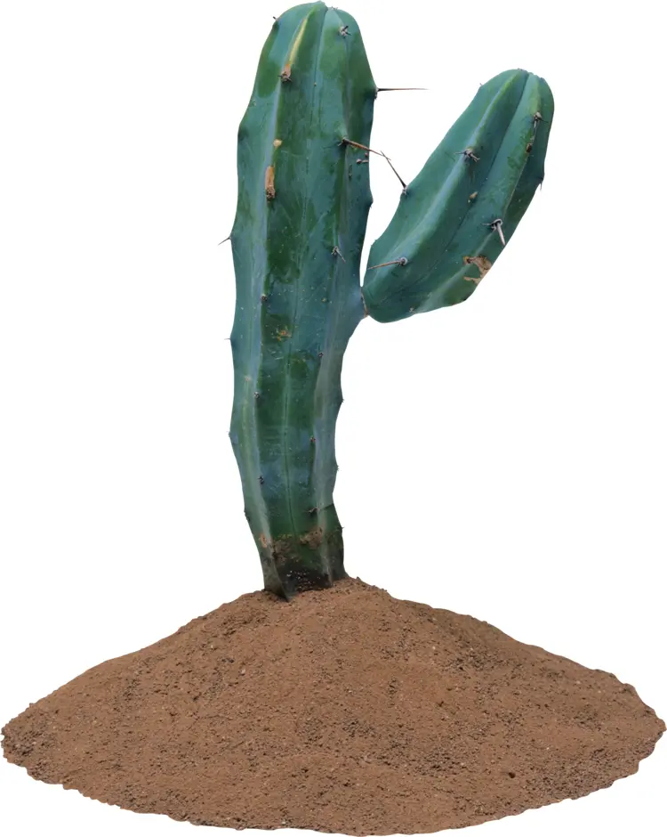 Tall Green Cactus in Desert Soil