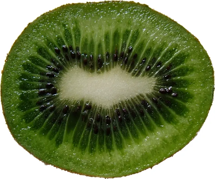 Fresh Green Kiwi Slice