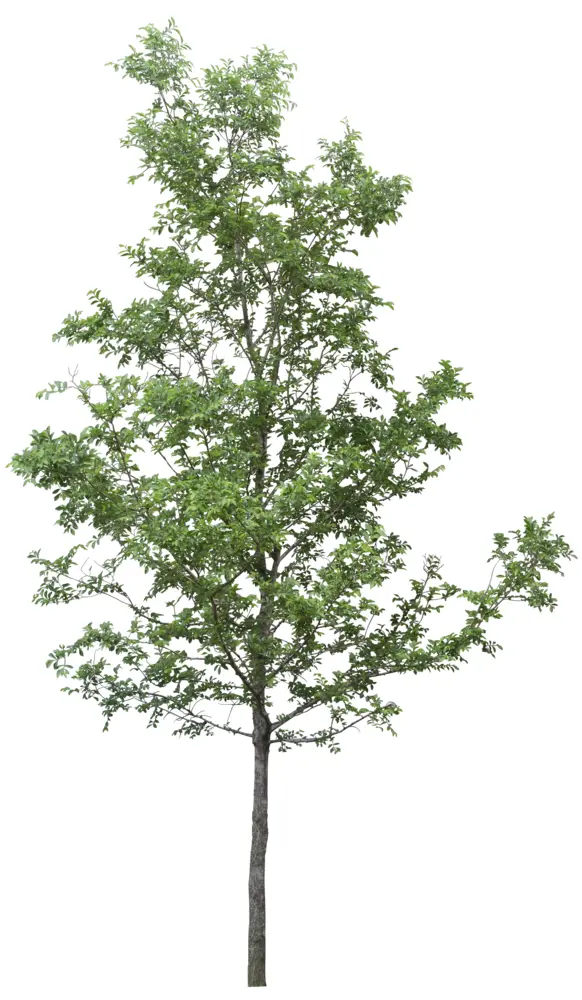 Tall Green Tree