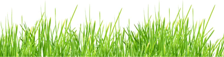 Bright Green Grass