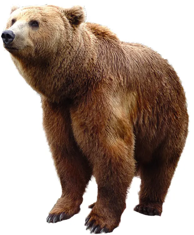 Brown Bear Standing in the Wild