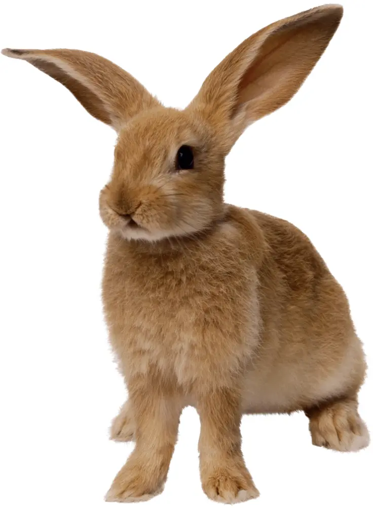 Cute Brown Rabbit