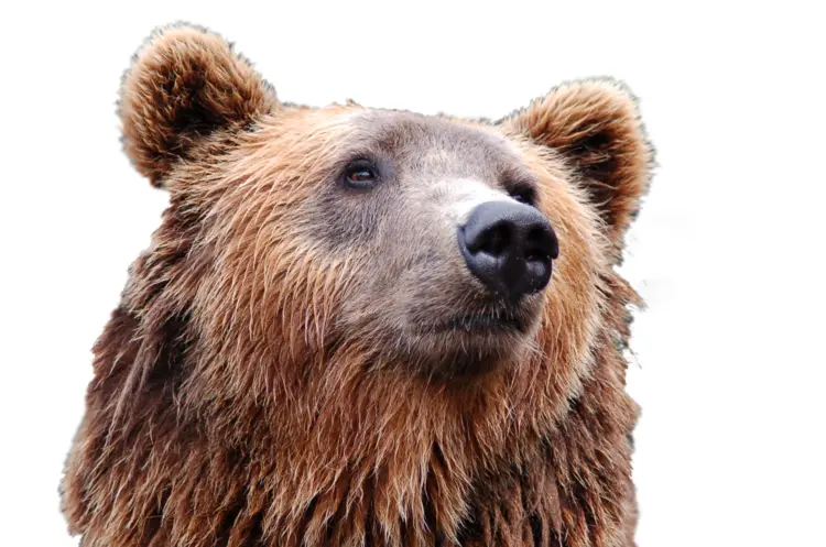Close-up of Brown Bear Face