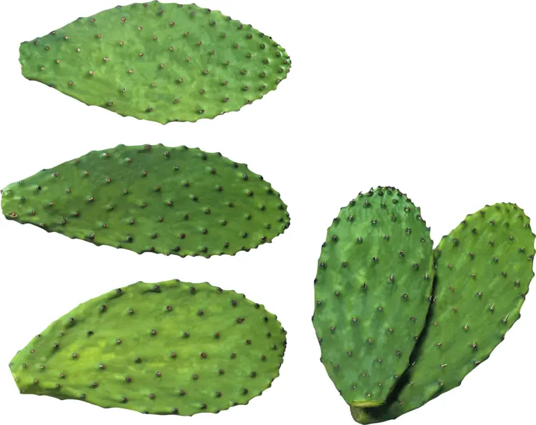 Green Cactus Pads