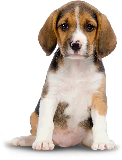 Small cute puppy sitting