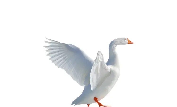 White Goose with Wings Spread