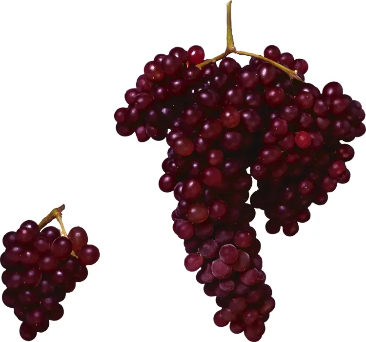 Fresh Dark Red Grapes