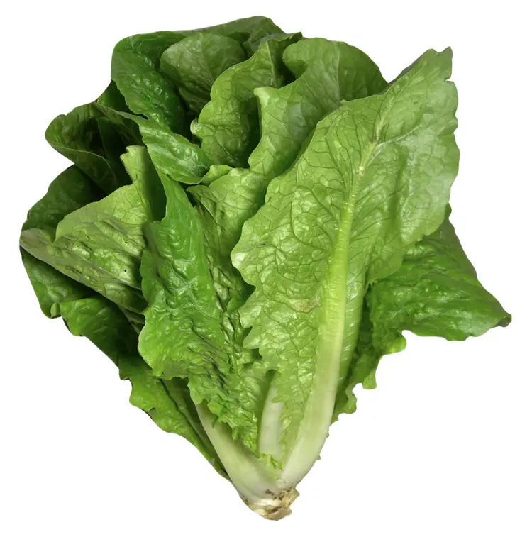 Fresh Green Lettuce