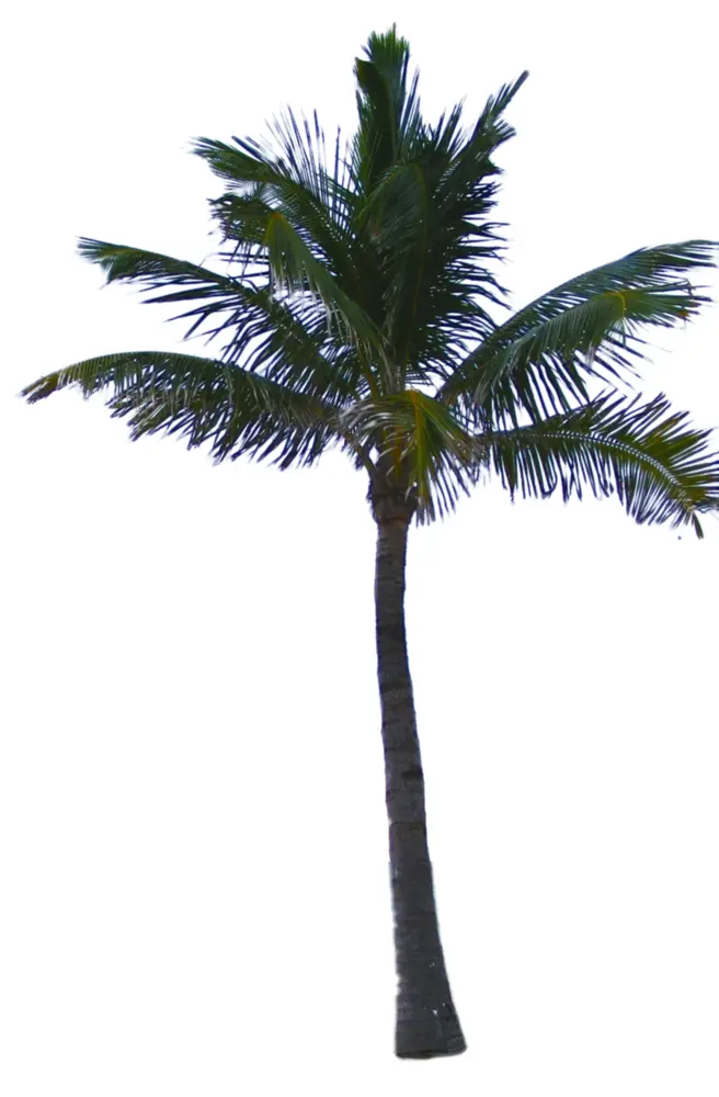 Tall Palm Tree