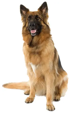 Sitting German Shepherd Dog