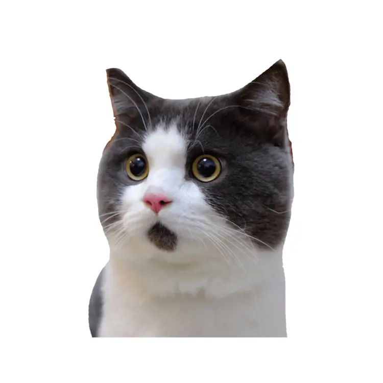 Surprised cat with wide eyes