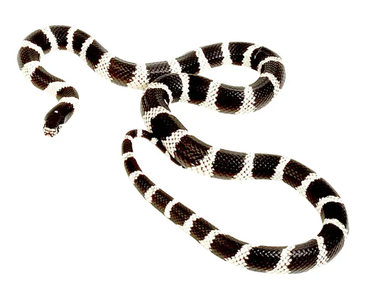 Black and White Snake with Scales