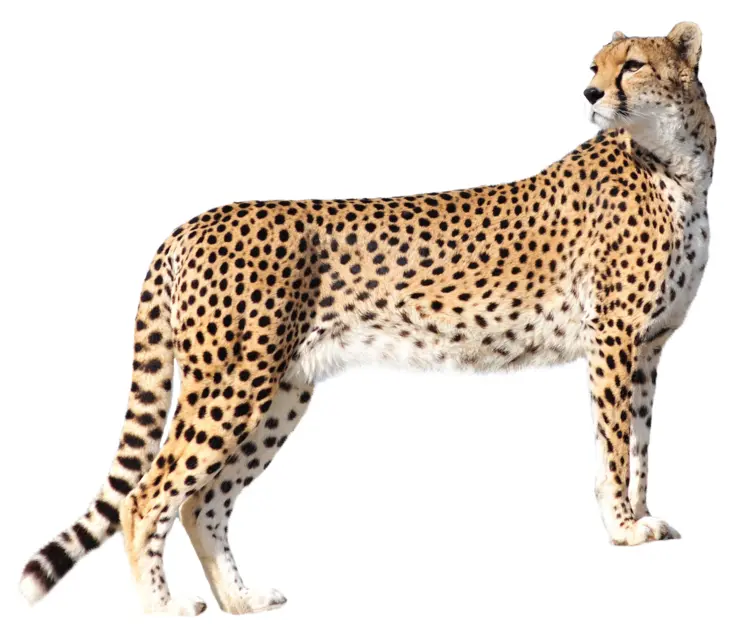 Cheetah with Spots