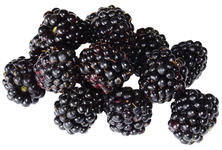 Cluster of Fresh Blackberries