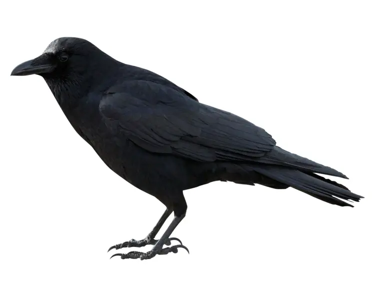Black Crow in Nature