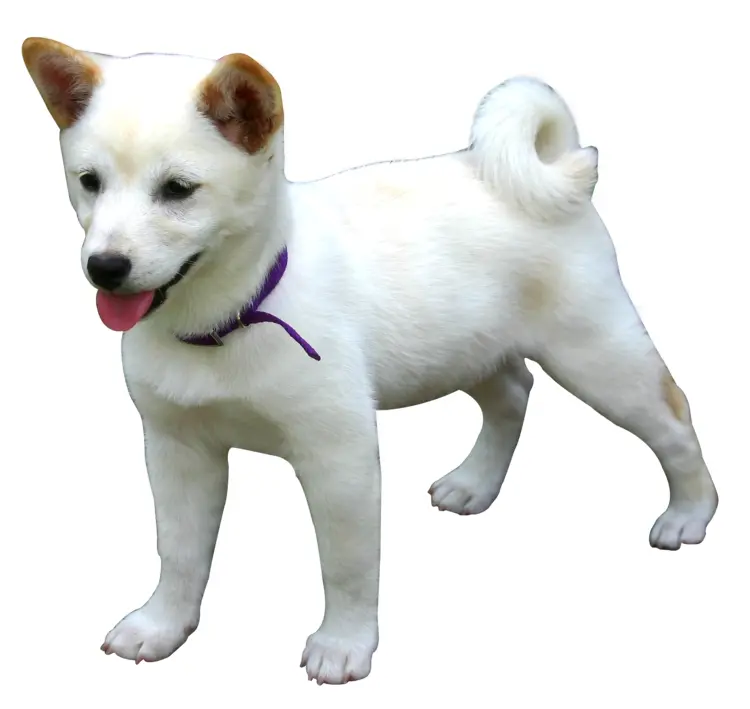 White Puppy Standing