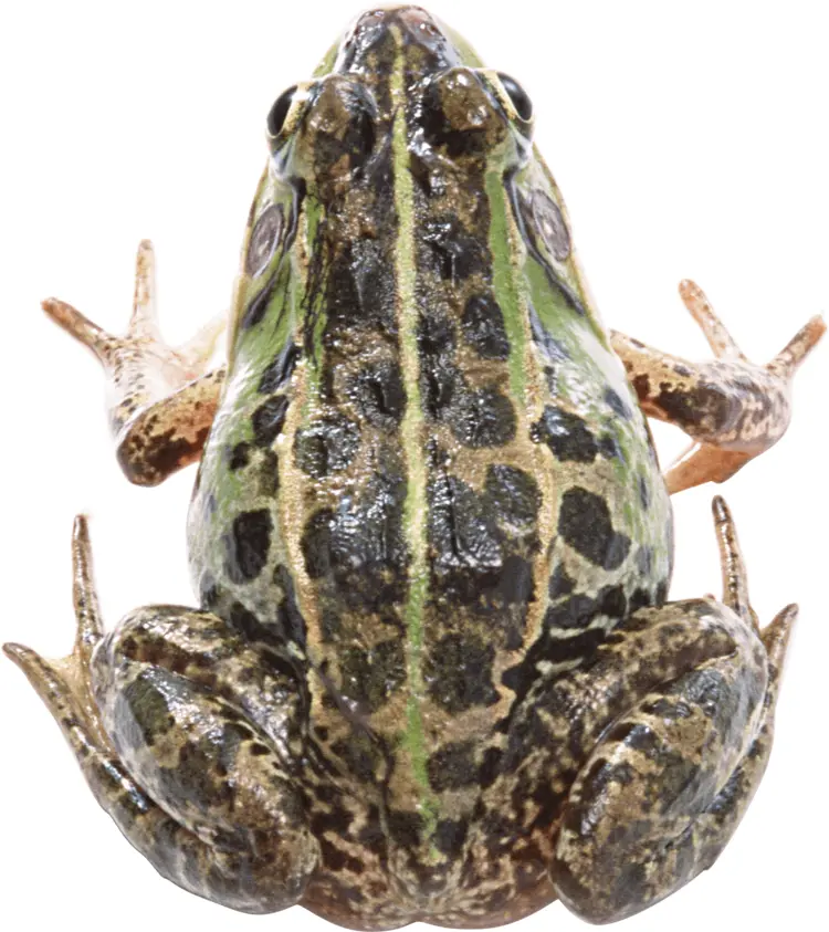 Spotted Frog in Natural Habitat