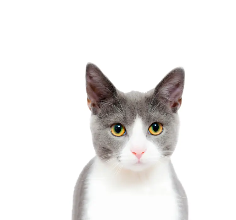 Gray and White Cat