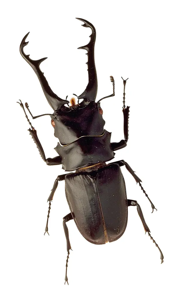 Black Stag Beetle on Transparent Background