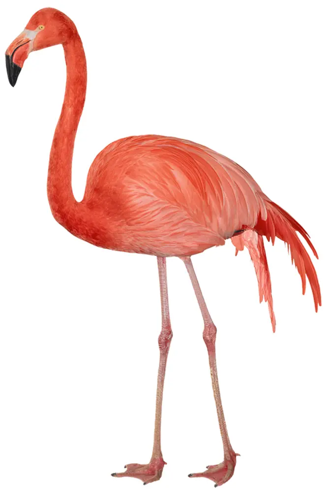 Standing Pink Flamingo