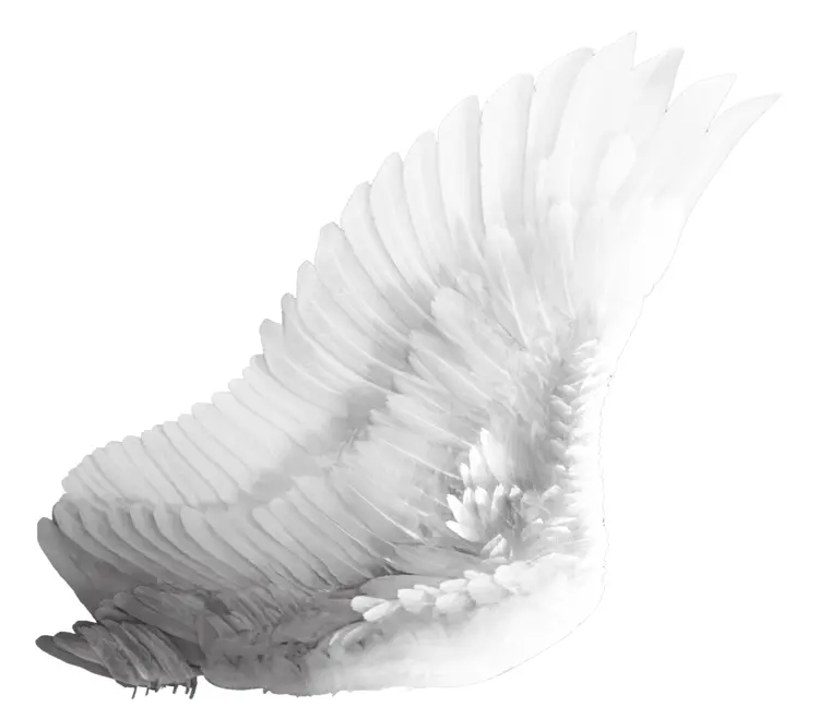 Graceful White Wing Illustration