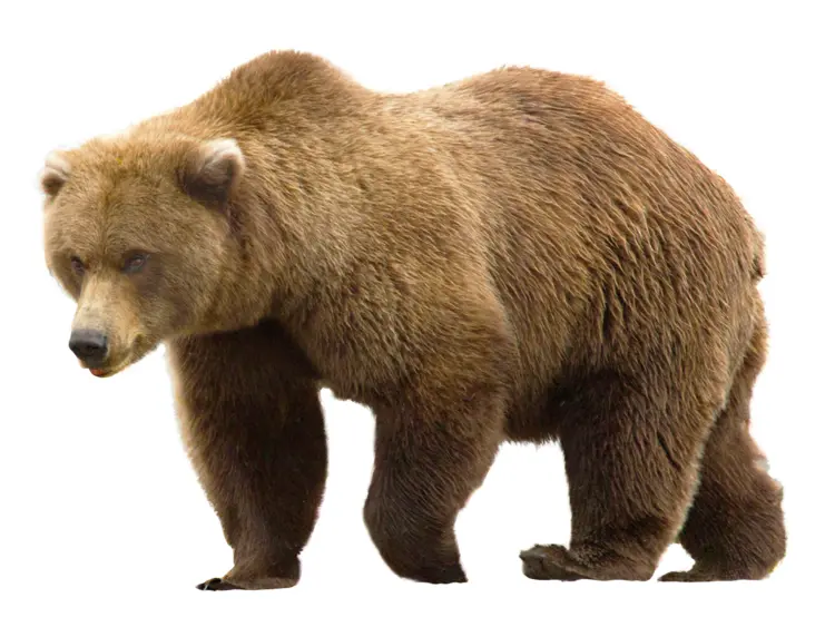 Brown Bear in the Wild