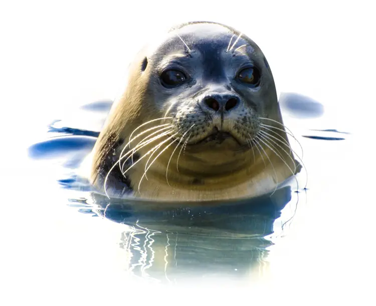 Seal in Water with Whiskers