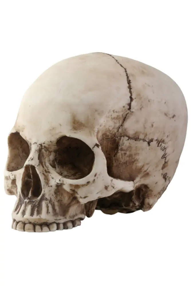 Side View of a Skull