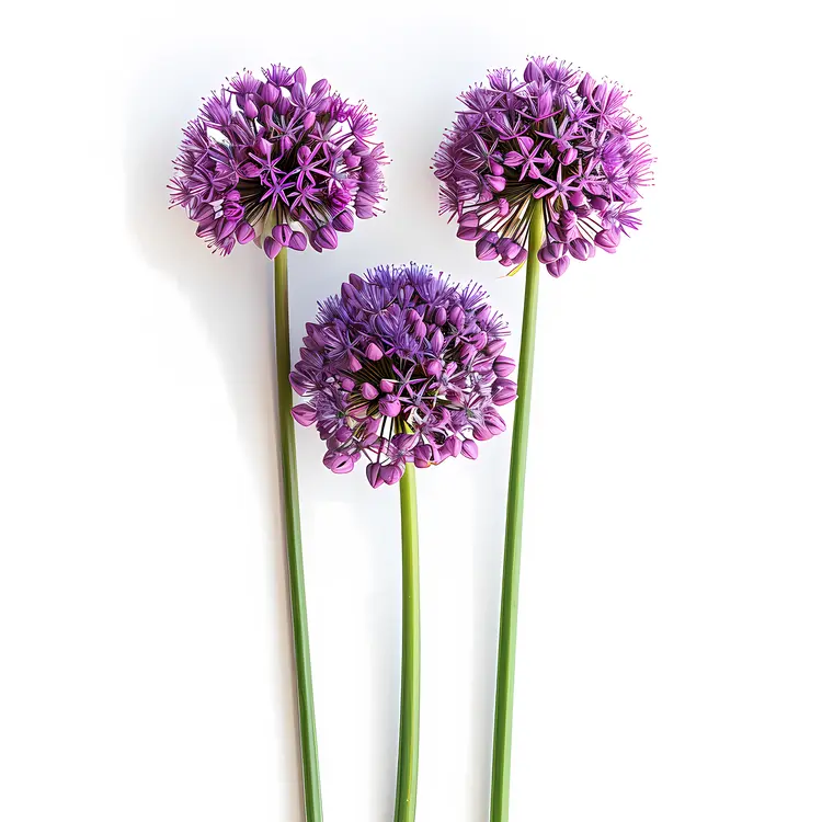 Purple Flowers Blooming