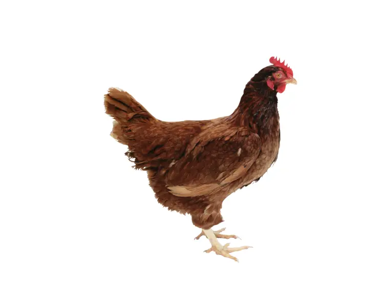Brown Chicken on Transparent Background