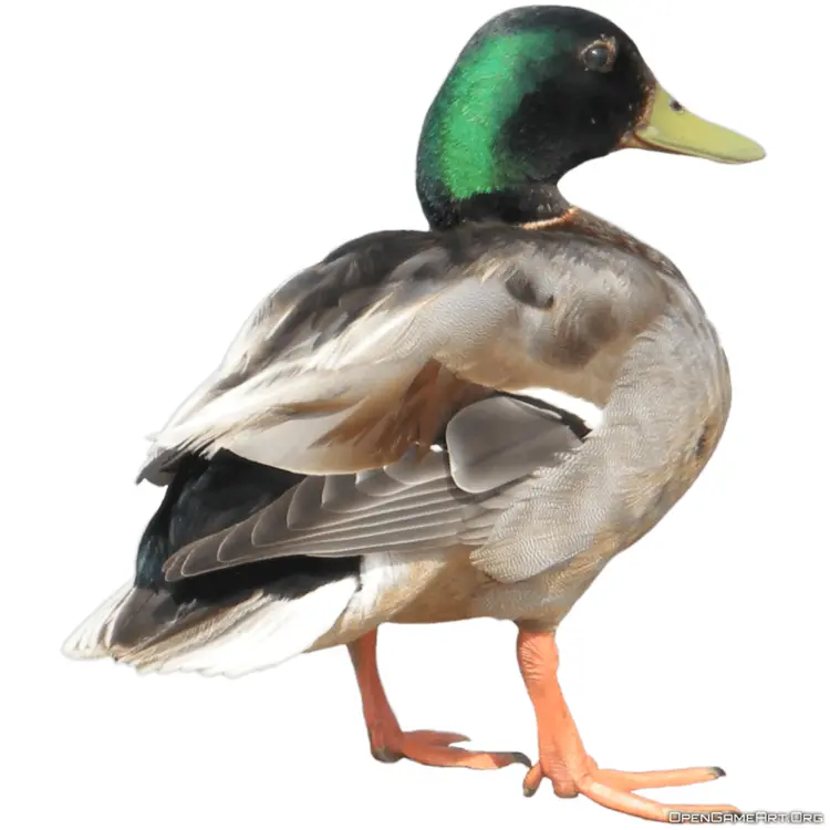 Mallard Duck with Green Head