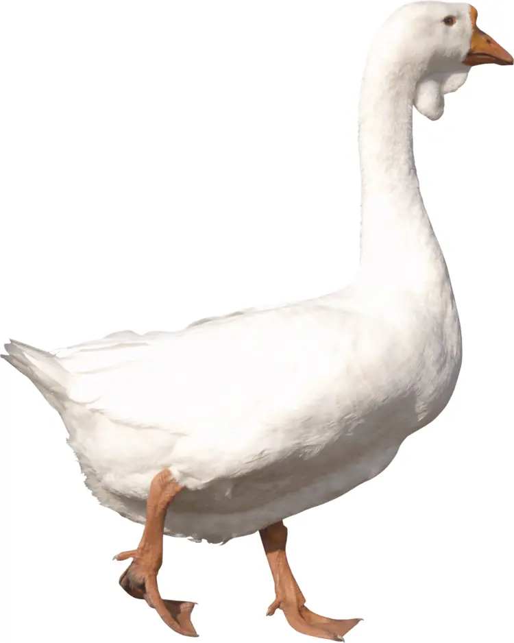 White Goose on Transparent Background