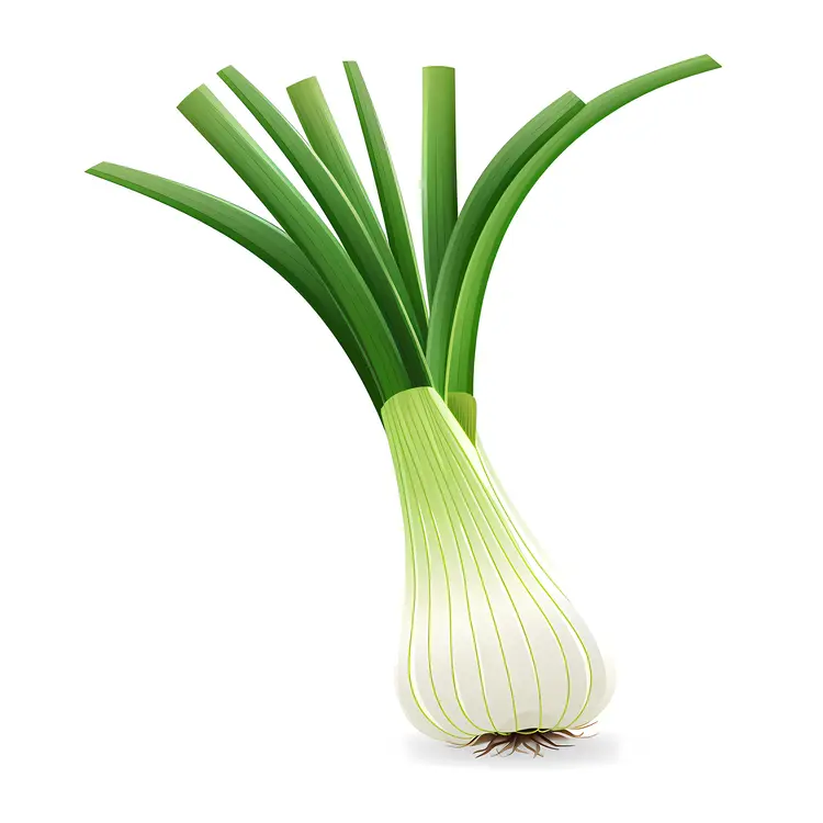 Fresh Green Onion Illustration