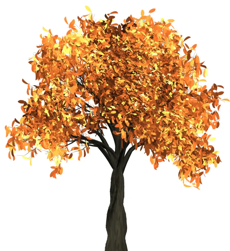 Autumn Tree with Orange Leaves