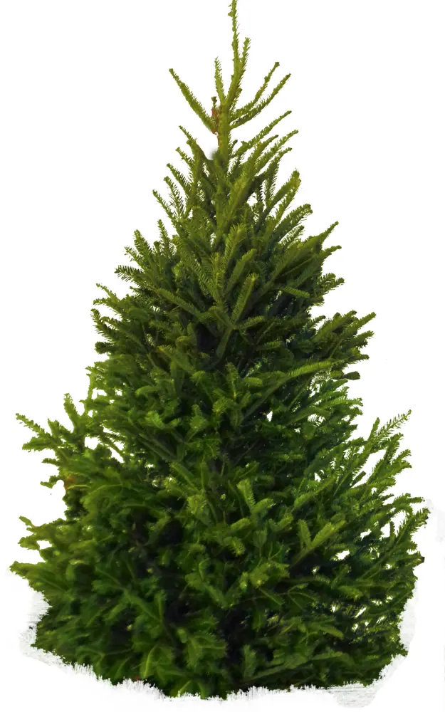 Green Christmas Tree