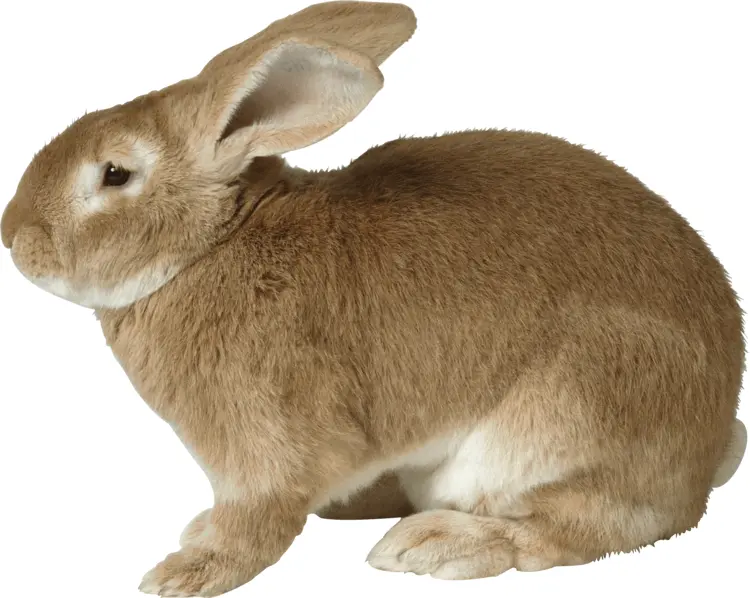 Cute Brown Rabbit