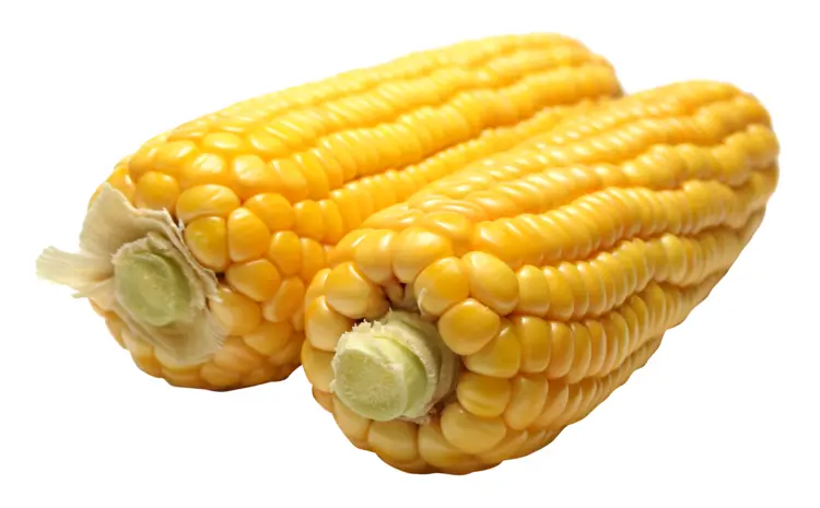 Fresh Yellow Corn